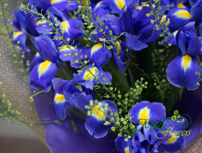 Buchet de irisi violet foto